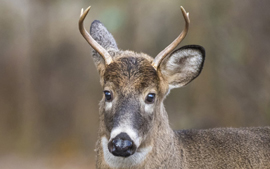 12 Passenger van rental Mississauga, Ontario